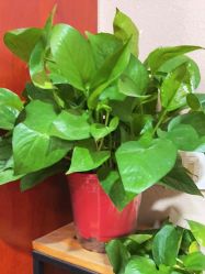 -玛尼瑜伽·普拉提