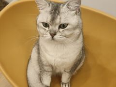 -有喵·猫咖·狗咖·30几只猫10只小狗(岗厦店)