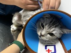 -特一安24小时宠物医院·骨科·中兽医