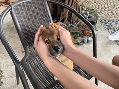 -柴犬高等学院·狗咖·柴犬售卖·宠物训练