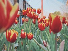 -丹东路渡口(轮渡站)