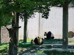 -卧龙中华大熊猫苑神树坪基地