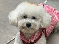 -美联众合动物医院·24h转诊中心