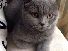 -瑞派宠物医院·中兽医专科(中央商城分院)