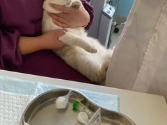 -瑞派福兴宠物医院犬猫全科·骨科·中西医结合(河东店)