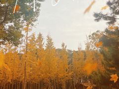 -艾溪湖湿地公园