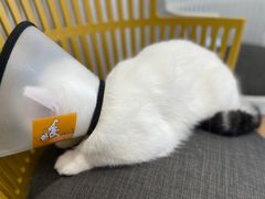 -关爱宠物医院·猫科中心·消化科(滨湖万达分院)