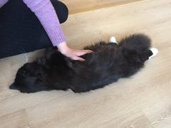 -猫腻·猫咖·撸猫馆(星光大道店)