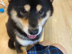 -南京Hallo宠物乐园·哈罗犬舍·柴犬繁育基地