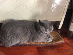 -关爱宠物医院·猫科中心·消化科(滨湖万达分院)