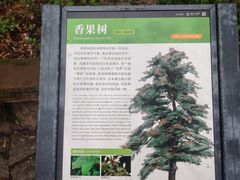-天目山大树王景区