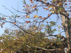 -兴福老面馆(寺路街店)