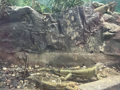 -上海大自然野生昆虫馆(东方明珠·爬宠昆虫探索中心)