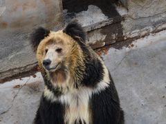 -青藏高原野生动物园