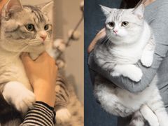 -吉丁鸟咖·异宠·寄养