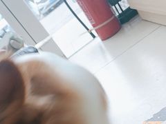 -宠福鑫康馨动物医院·骨科·眼科