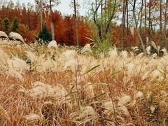 -黄海国家森林公园