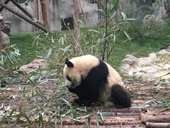 -成都大熊猫繁育研究基地