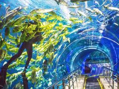 -太平洋海底世界