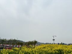 -空港花田景区