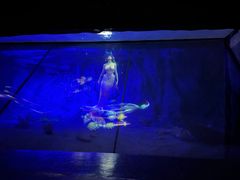 -贝壳梦幻世界