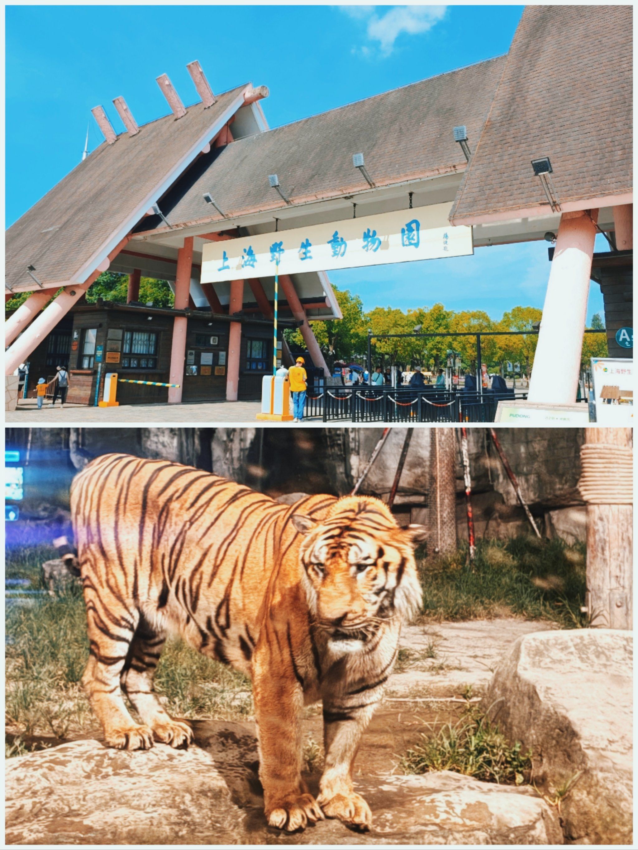 上海野生动物园|老虎看到我两眼冒光肿么办?