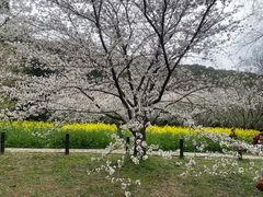 -苏州上方山国家森林公园