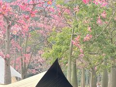 -风云岭森林公园