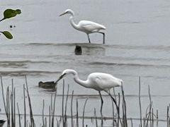 -深圳湾公园(南山区)