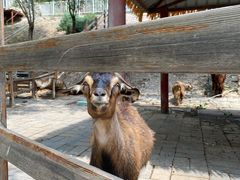 -北京鹿世界主题园