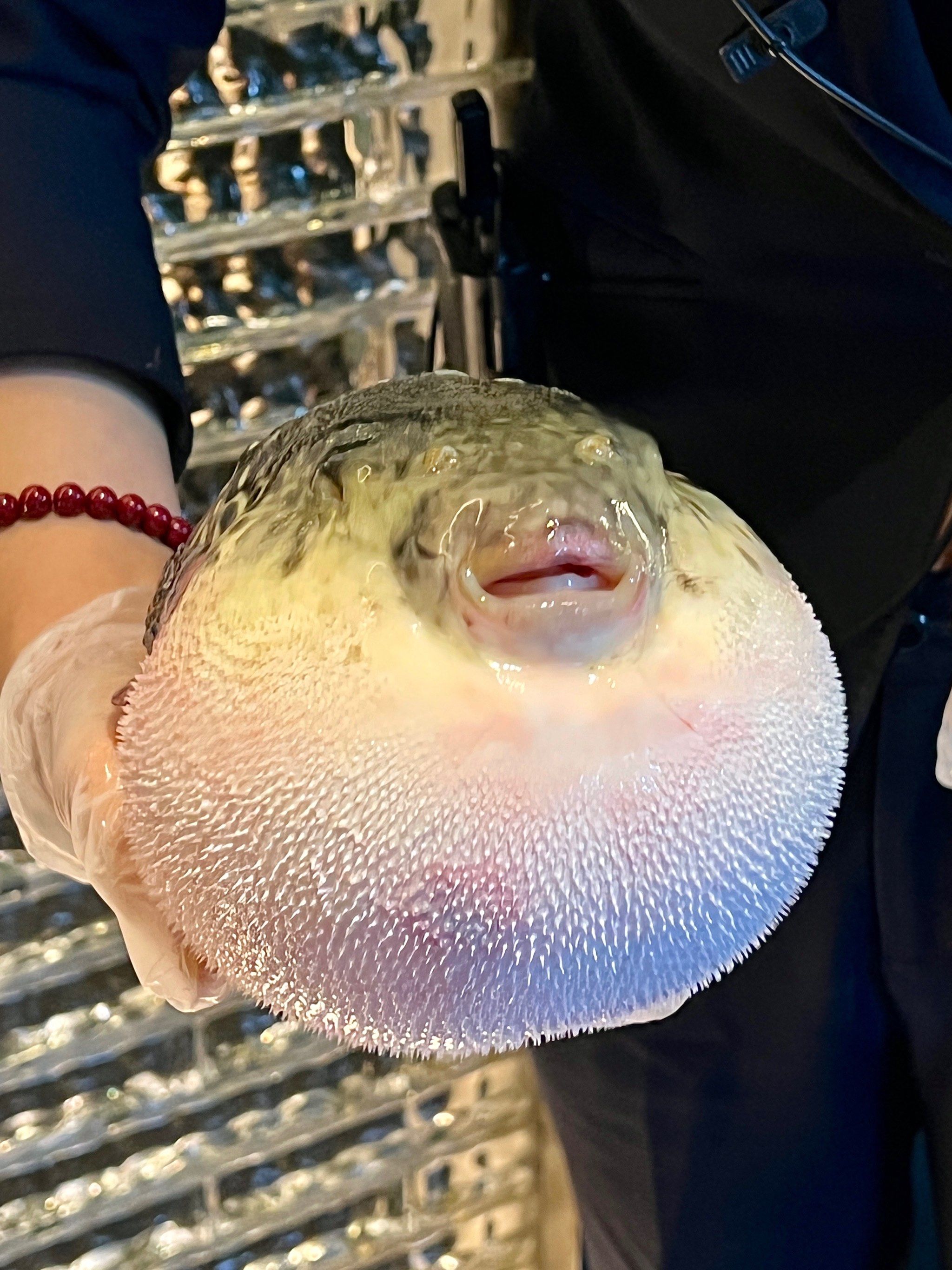 卧卧卧!不小心吃到人生河豚