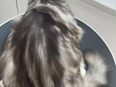 -老吴的猫·猫舍(新区店)
