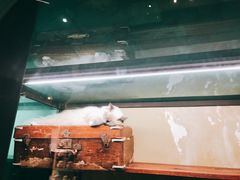 -猫咪博物馆(顶澳仔猫街店)