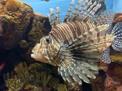 -上海海洋水族馆