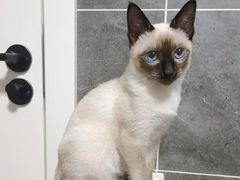 -欣宠猫屋·矮脚拿破仑·蓝金金渐层