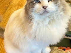 -猫小院猫主题餐厅(南锣旗舰店)