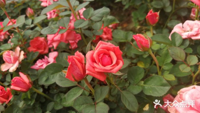 天府芙蓉园图片