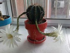 -沃美影城焕影岛LED/中国巨幕(万象汇店)