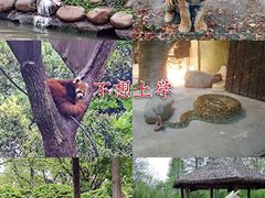 -上海野生动物园