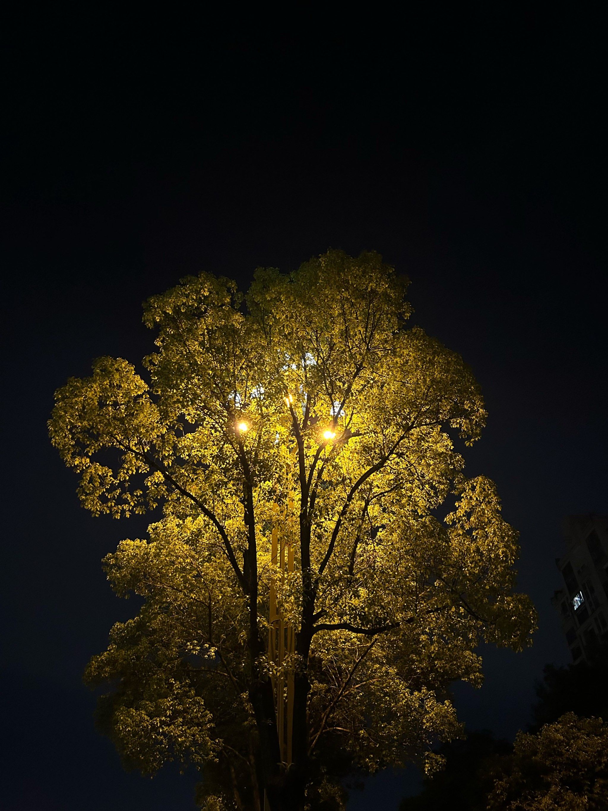 漫步夜色中～这树也太有氛围感了吧