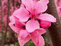 -上海市龙华烈士陵园