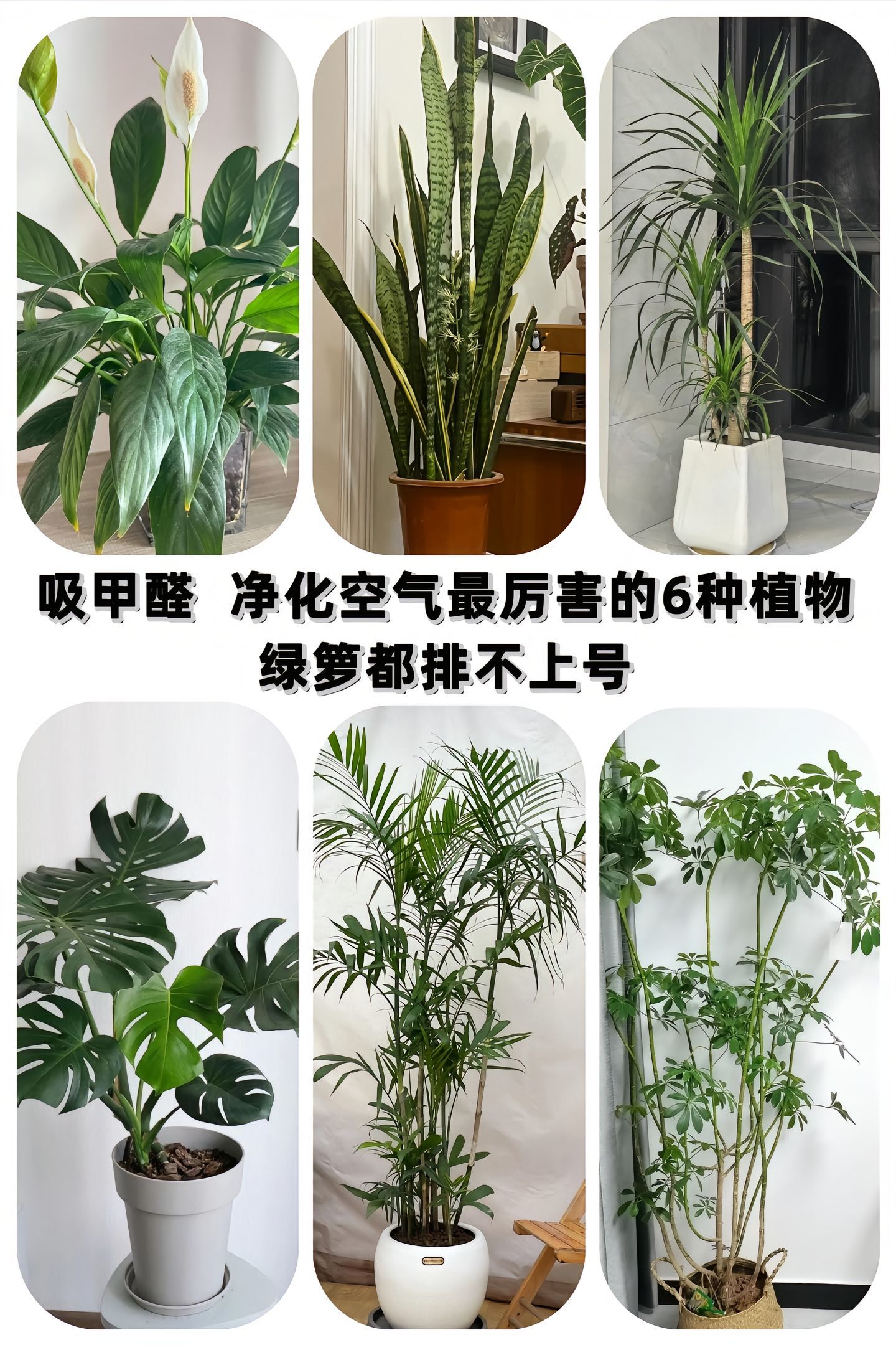 😎吸甲醛,净化空气超厉害的 6 种植物😜