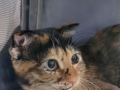 -中农国际动物医院24小时·猫科·骨科·急重症中心