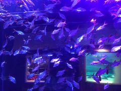 -成都浩海立方海洋公园