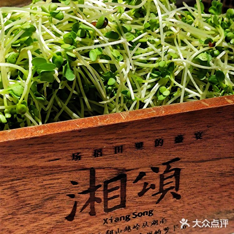 🌾稻田里的盛宴『湘颂』