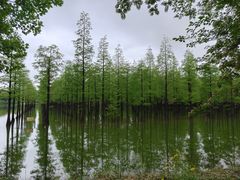 -泗洪洪泽湖湿地景区