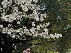 -高东镇樱花园