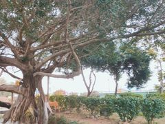 -胡里山炮台