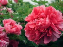 -洛阳市隋唐城遗址植物园