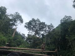 -西双版纳原始森林公园